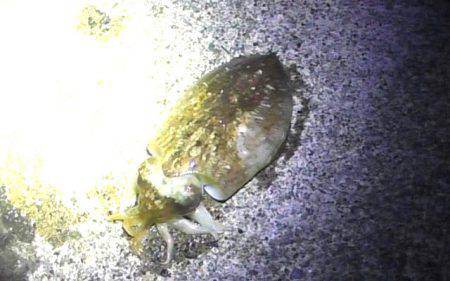 コウイカ連発！太刀魚も好調